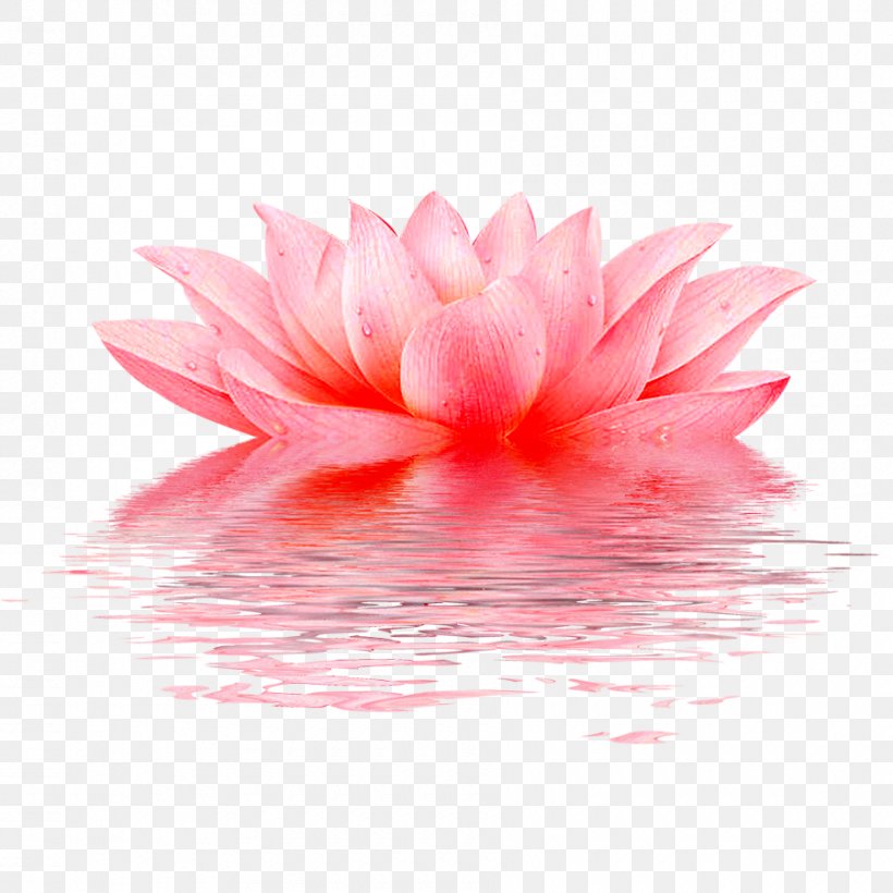 Vector Lotus Pattern, PNG, 900x900px, Plant, Aquatic Plant, Close Up, Designer, Flower Download Free