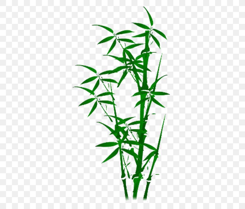 Bamboo Plant Illustration, PNG, 700x700px, Bamboo, Cannabis, Cartoon, Copyright, Google Images Download Free