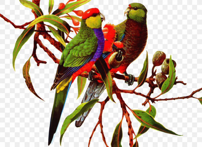 Bird Lorikeet Parrot Budgie Parakeet, PNG, 1100x805px, Bird, Beak, Branch, Budgie, Lorikeet Download Free