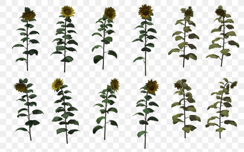 Drawing DeviantArt Common Sunflower, PNG, 1024x639px, Drawing, Art, Artist, Branch, Common Sunflower Download Free