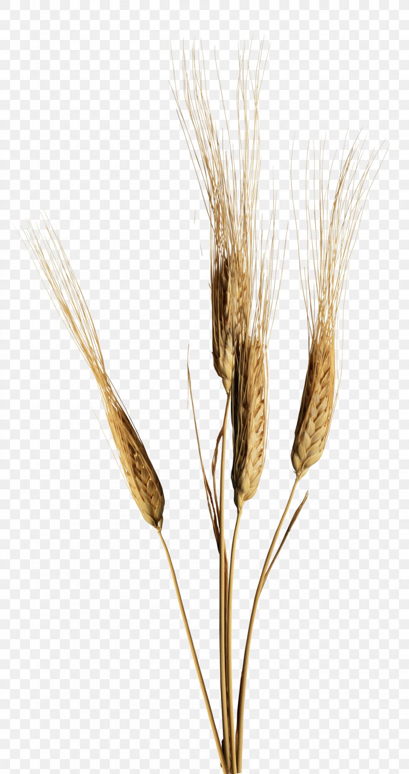 Emmer Einkorn Wheat Common Wheat Fast Food, PNG, 1801x3406px, Emmer, Cereal, Cereal Germ, Commodity, Common Wheat Download Free