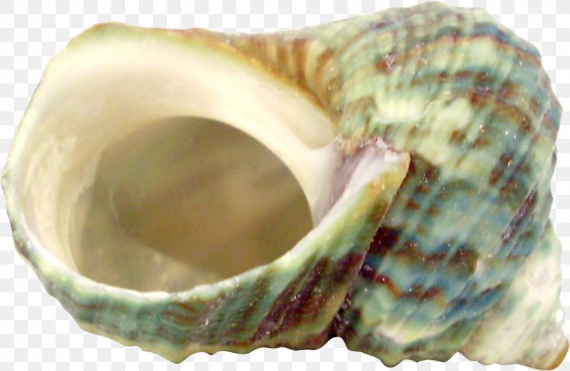 Photography Montage Film Editing MER Primary Care Conferences Eye, PNG, 1142x743px, Photography, Artifact, Clams Oysters Mussels And Scallops, Conch, Eye Download Free