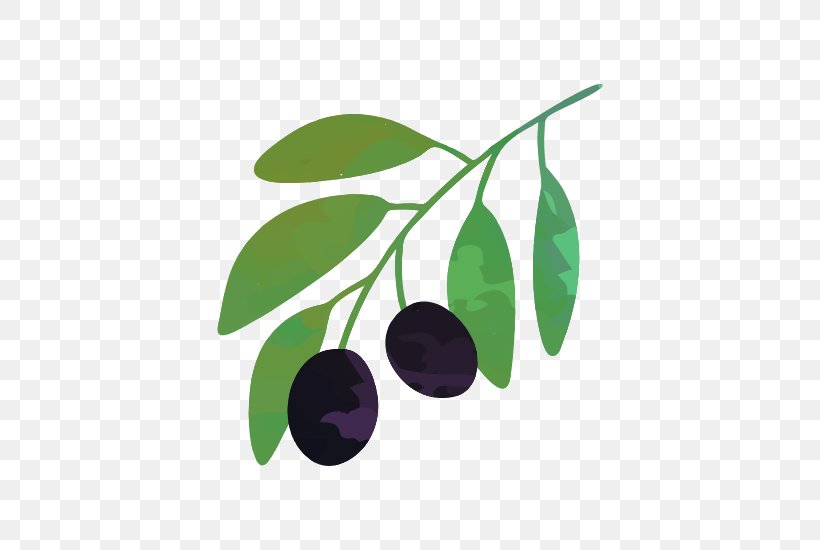 Vector Graphics Stock Illustration Drawing Olive, PNG, 550x550px, Drawing, Aristotelia Chilensis, Berry, Black Cherry, Branch Download Free