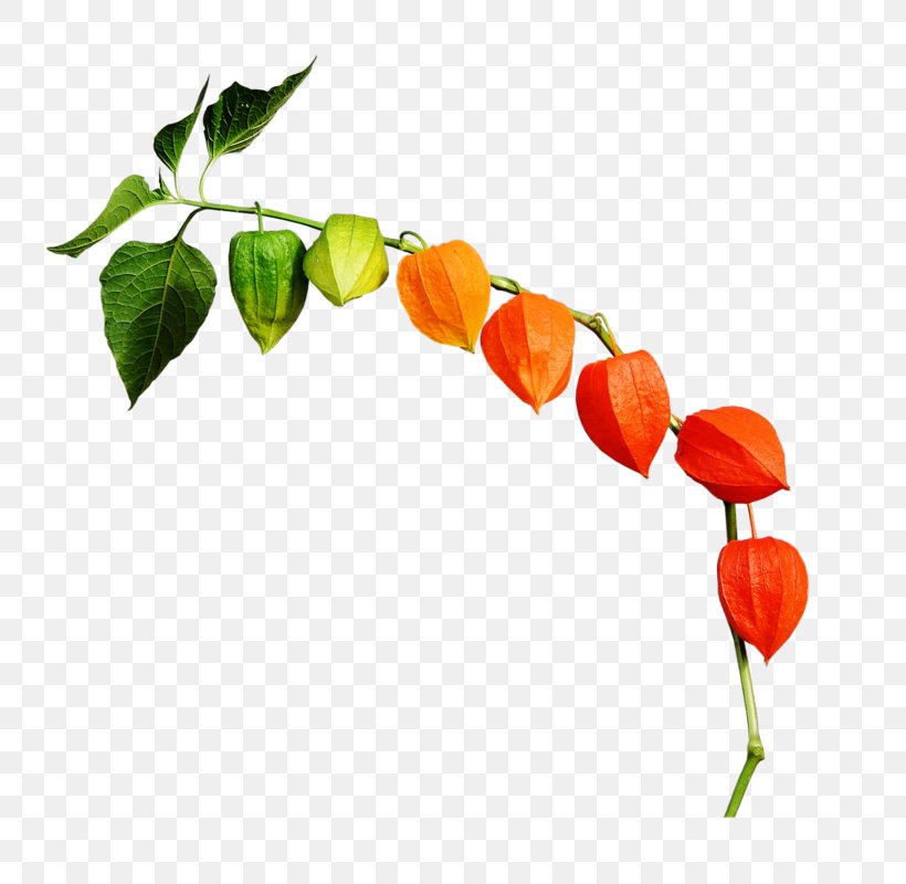 Chinese Lantern Autumn Leaf, PNG, 777x800px, Chinese Lantern, Autumn, Bell Peppers And Chili Peppers, Branch, Chili Pepper Download Free