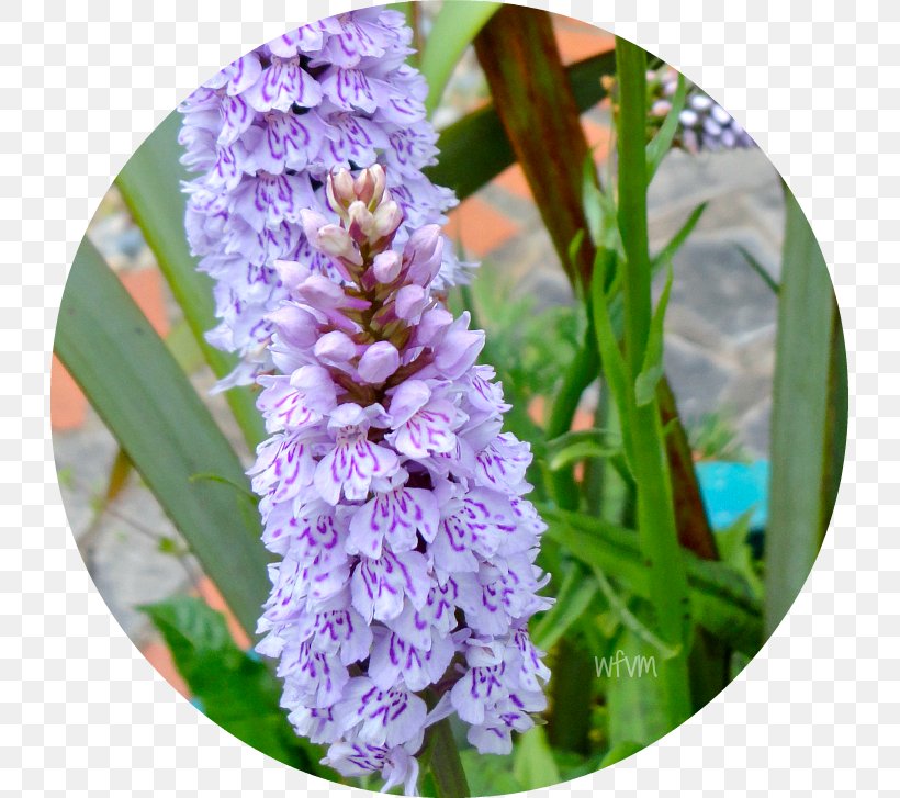 Hyacinth Southern Marsh-orchid Lilac Annual Plant Marsh Orchids, PNG, 727x727px, Hyacinth, Annual Plant, Dactylorhiza Praetermissa, Flower, Flowering Plant Download Free
