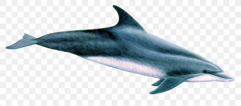 Common Bottlenose Dolphin Spinner Dolphin Striped Dolphin Rough-toothed Dolphin Tucuxi, PNG, 1382x609px, Common Bottlenose Dolphin, Animal, Bottlenose Dolphin, Cetacea, Dolphin Download Free