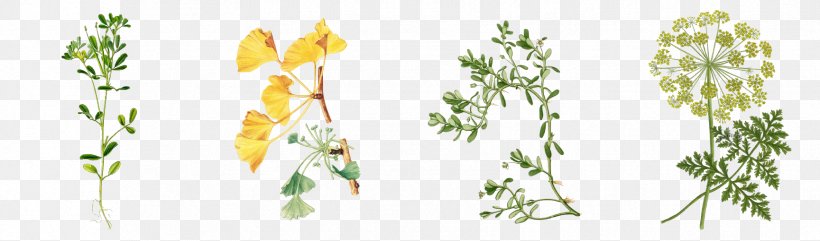 Cut Flowers Plant Stem RODION TRIO Flora Stamperia, PNG, 1729x510px, Watercolor, Cartoon, Flower, Frame, Heart Download Free