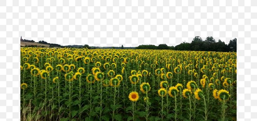 Farm Grasses Sunflower Seed Commodity Landscape, PNG, 690x388px, Farm, Agriculture, Commodity, Crop, Daisy Family Download Free
