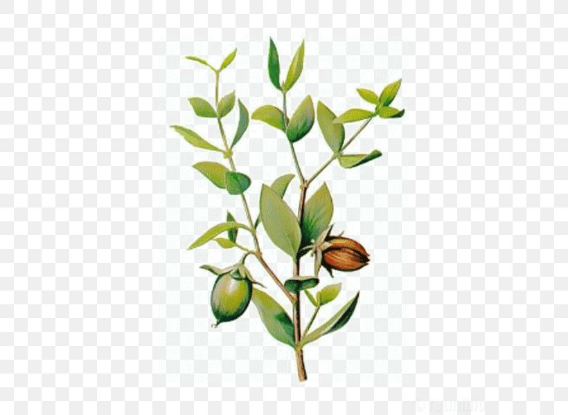 Jojoba Oil Carrier Oil Essential Oil, PNG, 600x600px, Jojoba Oil, Avocado Oil, Branch, Carrier Oil, Castor Oil Download Free