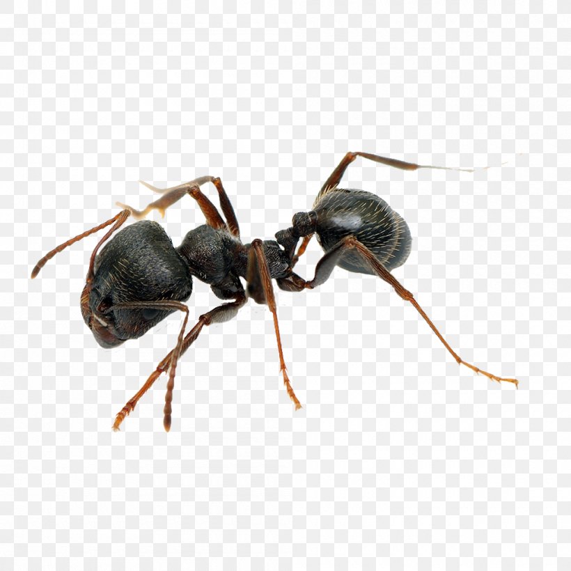 Pavement Ant Pest Control Black Garden Ant Cockroach, PNG, 1000x1000px, Ant, Argentine Ant, Arthropod, Black Garden Ant, Carpenter Ant Download Free