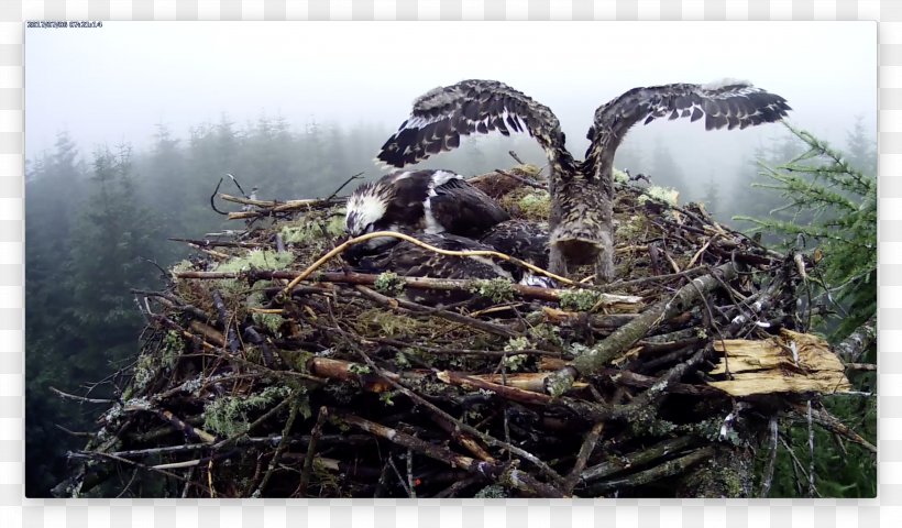 Bird Nest NEST+m Bird Of Prey, PNG, 3004x1762px, Bird Nest, Bird, Bird Of Prey, Fauna, Nest Download Free