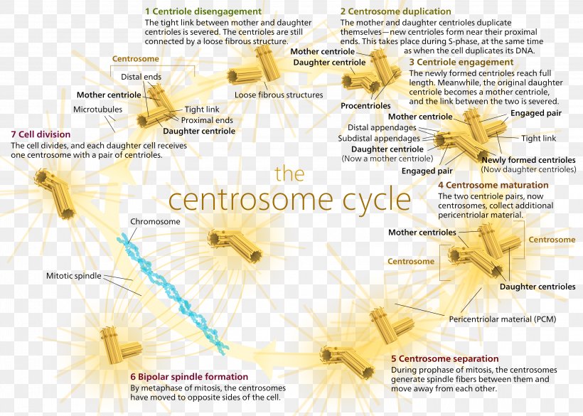 Centrosome And Centriole Centrosome Cycle Microtubule Organizing Center, PNG, 3220x2300px, Centrosome, Biology, Cell, Cell Cycle, Cell Division Download Free