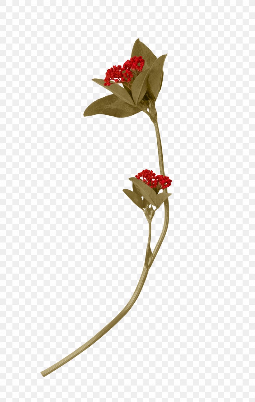 Cut Flowers Rose Family Plant Stem Petal Leaf, PNG, 1597x2519px, Cut Flowers, Family, Flora, Flower, Flowering Plant Download Free