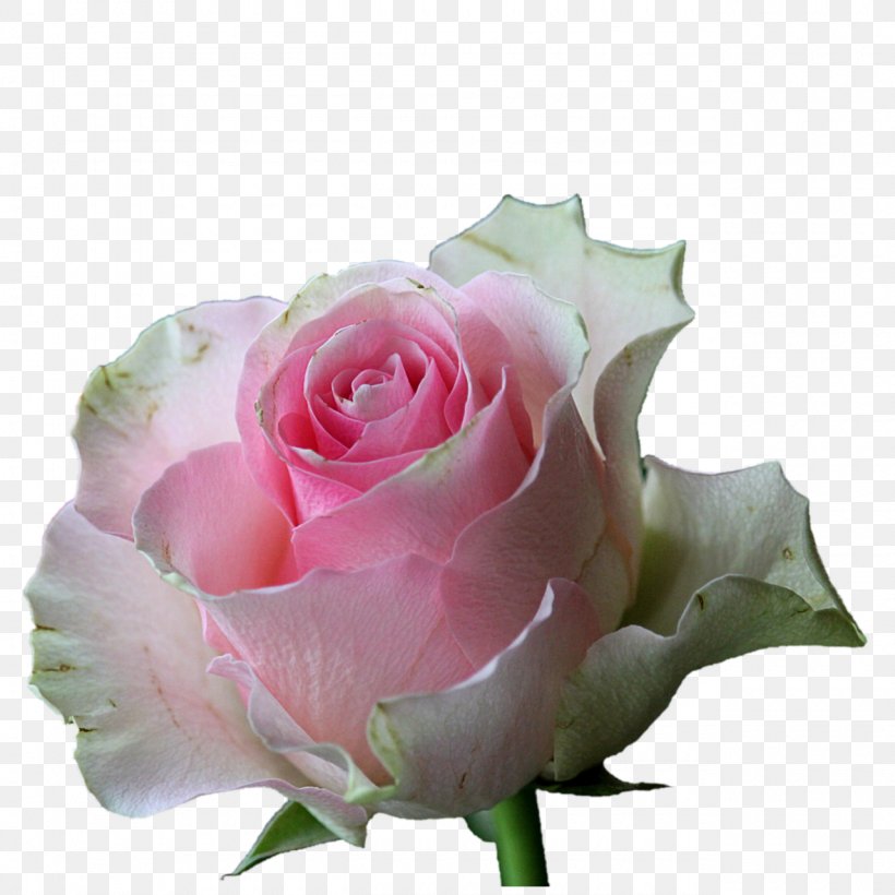 Garden Roses Flower Pink White, PNG, 1280x1280px, Rose, Bud, Cut Flowers, Floral Design, Floribunda Download Free