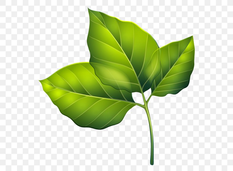 Leaf Clip Art, PNG, 586x600px, Leaf, Green, Photography, Photosynthesis, Plant Download Free
