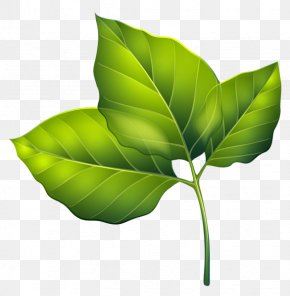 Green Palm Leaves Decorated - Leaf Clip Art PNG