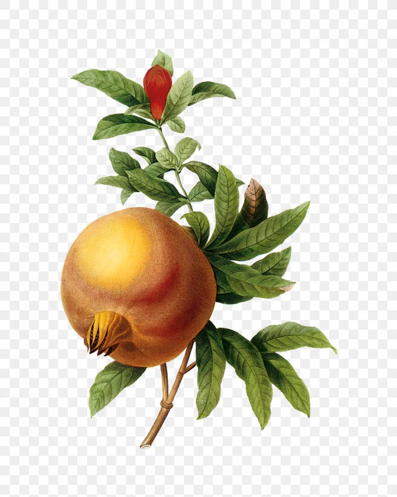 Pomegranate Botanical Illustration Botany Art, PNG, 1000x1250px, Pomegranate, Apple, Art, Botanical Illustration, Botany Download Free