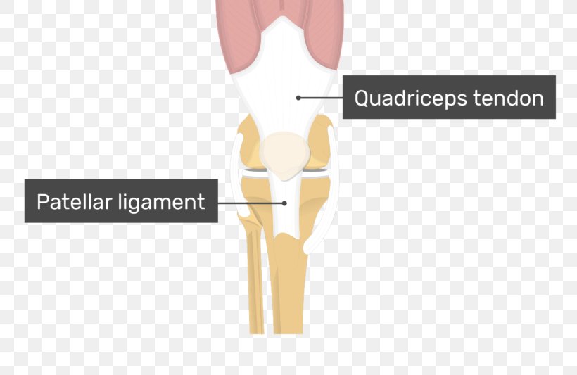 Shoulder Patellar Ligament Knee Quadriceps Femoris Muscle, PNG, 770x533px, Watercolor, Cartoon, Flower, Frame, Heart Download Free