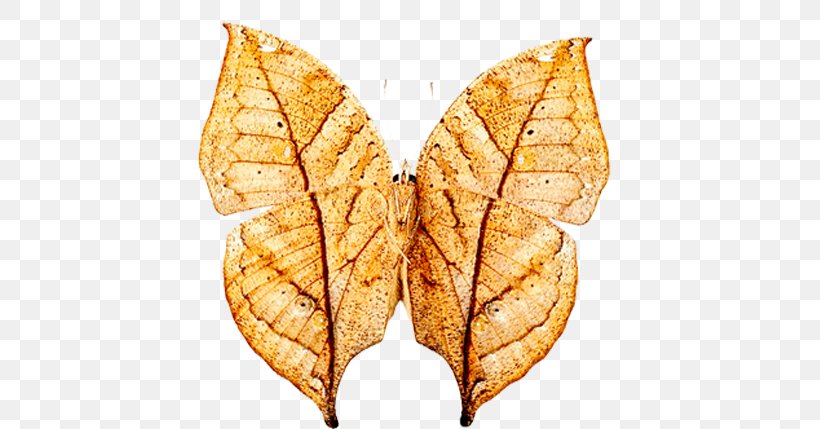 Butterfly Moth Insect Orange Oakleaf Coat, PNG, 584x429px, Butterfly, Asics Laufjacke Herren, Brushfooted Butterflies, Clothing, Coat Download Free