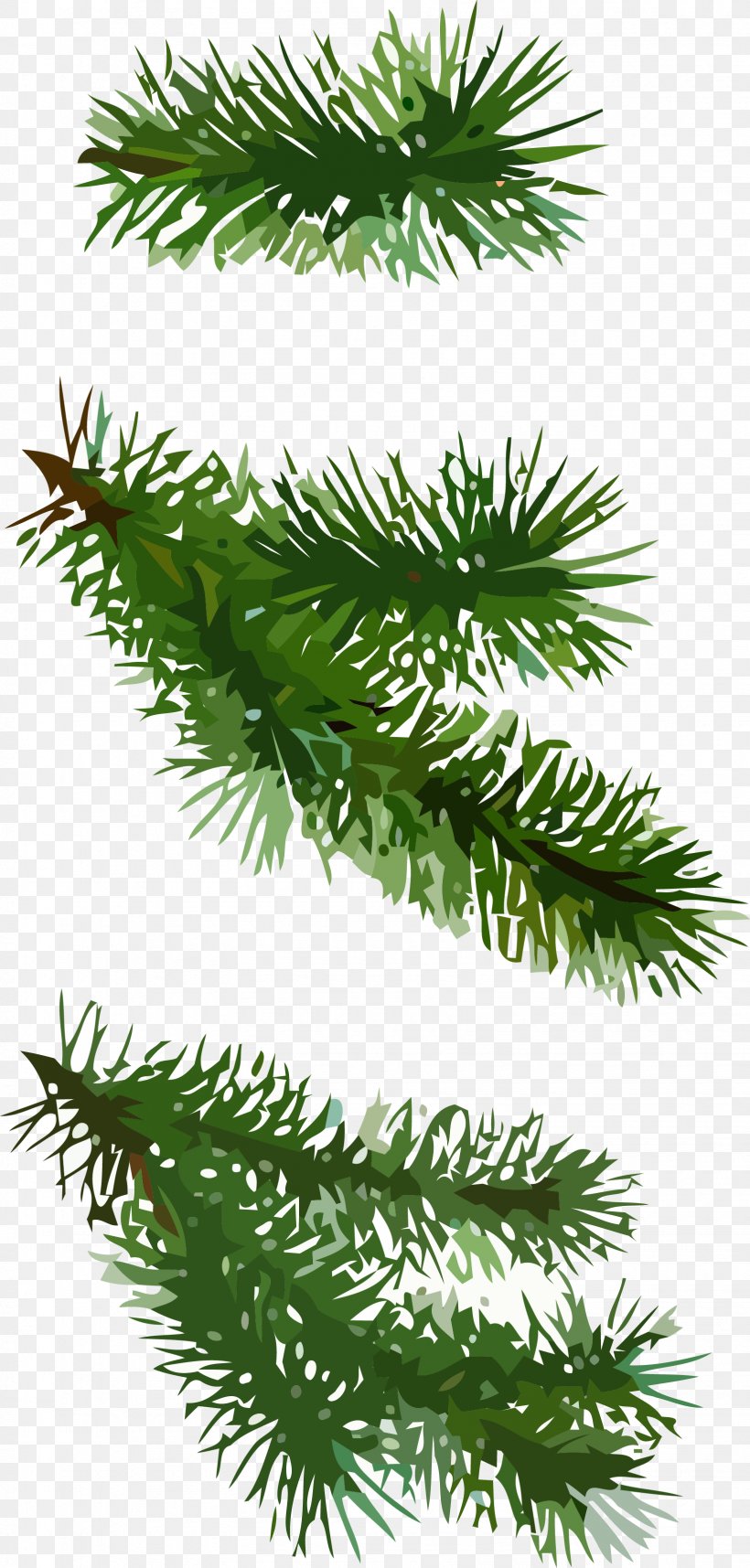 Christmas Pine, PNG, 1635x3421px, Christmas Pine, Balsam Fir, Canadian Fir, Colorado Spruce, Columbian Spruce Download Free