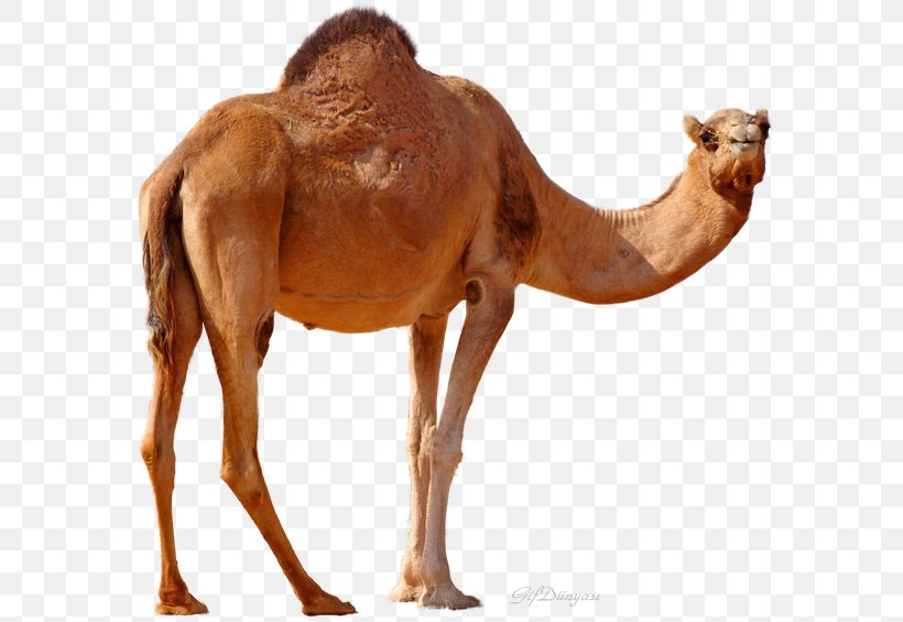 Dromedary Bactrian Camel Clip Art, PNG, 600x565px, Dromedary, Animal, Arabian Camel, Bactrian Camel, Camel Download Free