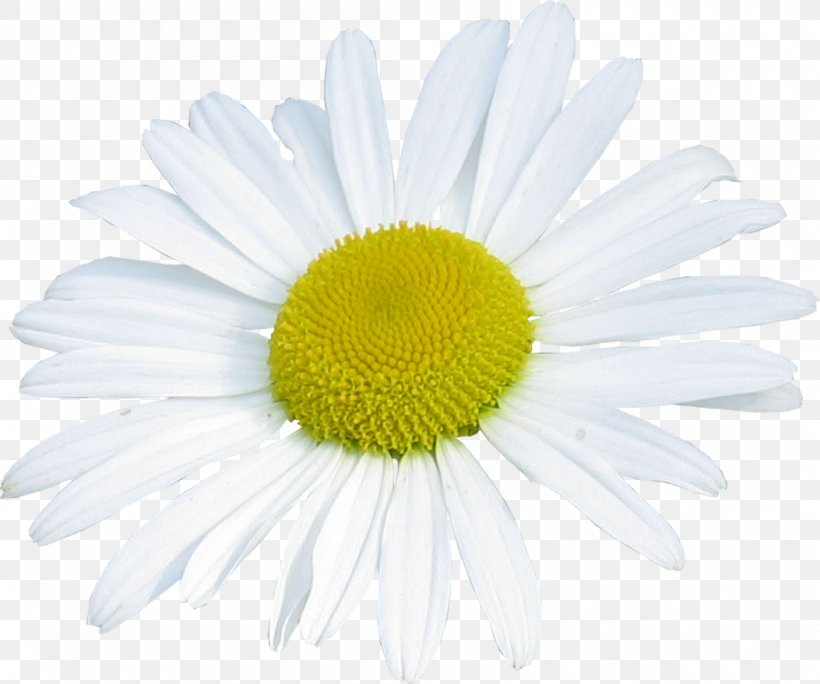 Common Daisy Oxeye Daisy Marguerite Daisy Chrysanthemum Roman Chamomile, PNG, 1053x879px, Common Daisy, Aster, Chamaemelum Nobile, Chamomiles, Chrysanthemum Download Free
