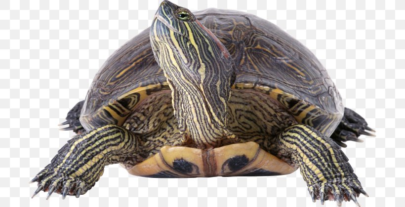 Common Snapping Turtle Reptile Aquarium Filters, PNG, 704x420px, Turtle, Aquarium, Aquarium Filters, Box Turtle, Box Turtles Download Free