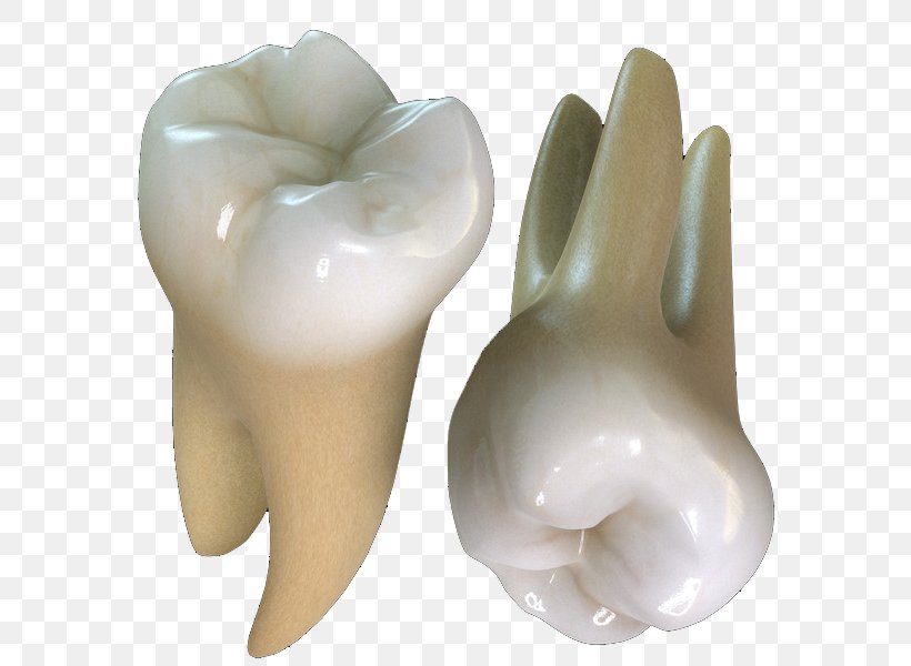 Human Tooth Maxillary First Molar Tooth Decay, PNG, 600x600px, Tooth