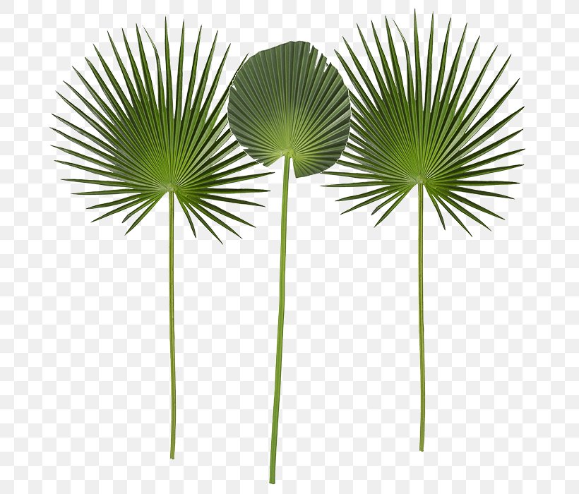 Palm Tree Leaf, PNG, 700x700px, Leaf, Areca Palm, Arecales, Asian Palmyra Palm, Borassus Download Free