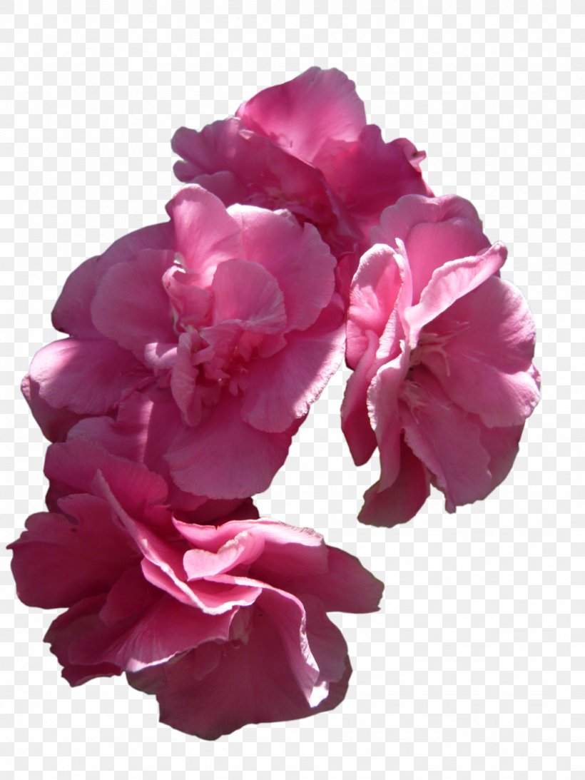 Pink Flowers Rose Pink Flowers, PNG, 1024x1365px, Flower, Cut Flowers, Floribunda, Flowering Plant, Garden Roses Download Free