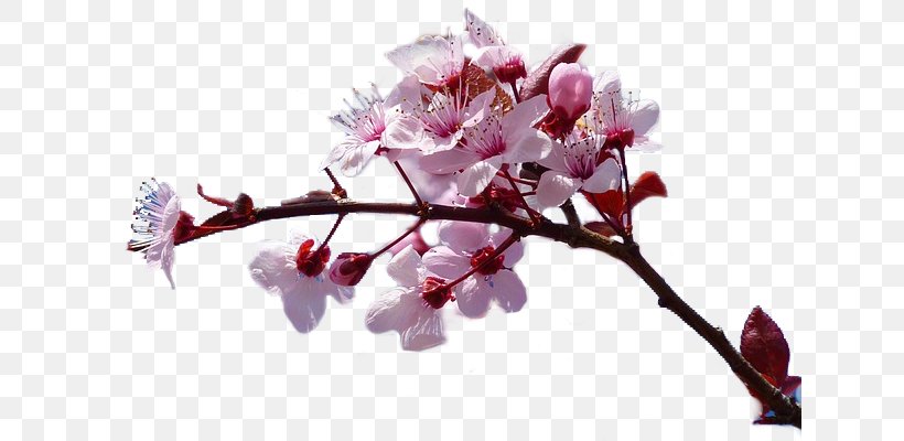The Cherry Blossom Rarely Smiles Book Romanian Literature, PNG, 634x400px, Book, Blossom, Bookshop, Branch, Bud Download Free