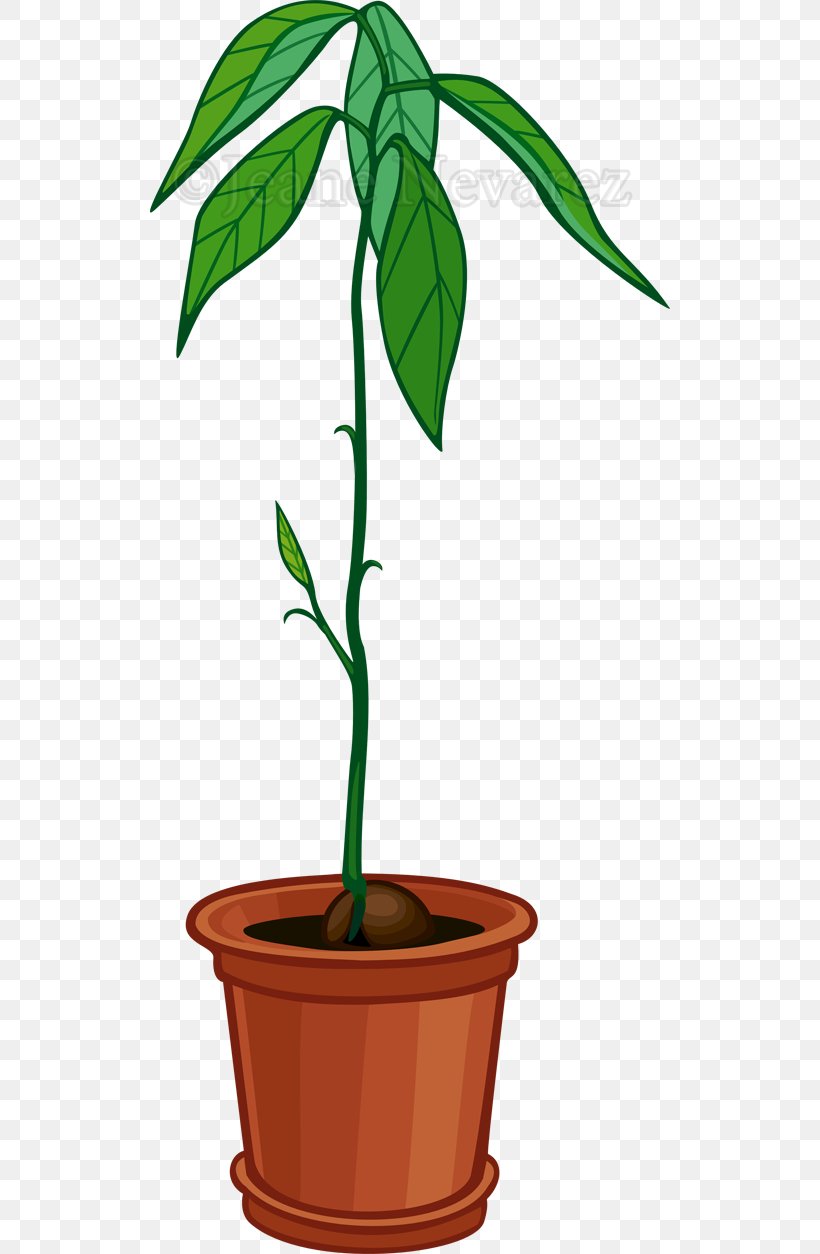 Tree Avocado Flowerpot Houseplant, PNG, 520x1254px, Tree, Avocado, Flower, Flowerpot, Germination Download Free