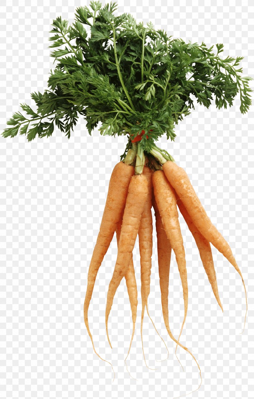 Carrot Natural Foods Nutrition Health, PNG, 1658x2601px, Carrot, Baby Carrot, Broccoli, Carrot Juice, Daucus Carota Download Free