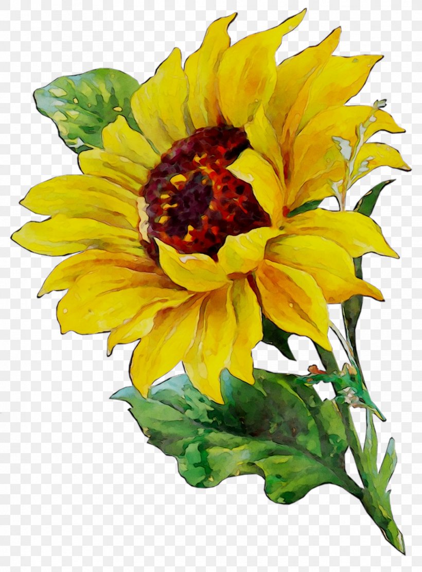 Common Sunflower Watercolor Painting Art Watercolor: Flowers, PNG, 1016x1377px, Common Sunflower, Annual Plant, Art, Artificial Flower, Asterales Download Free