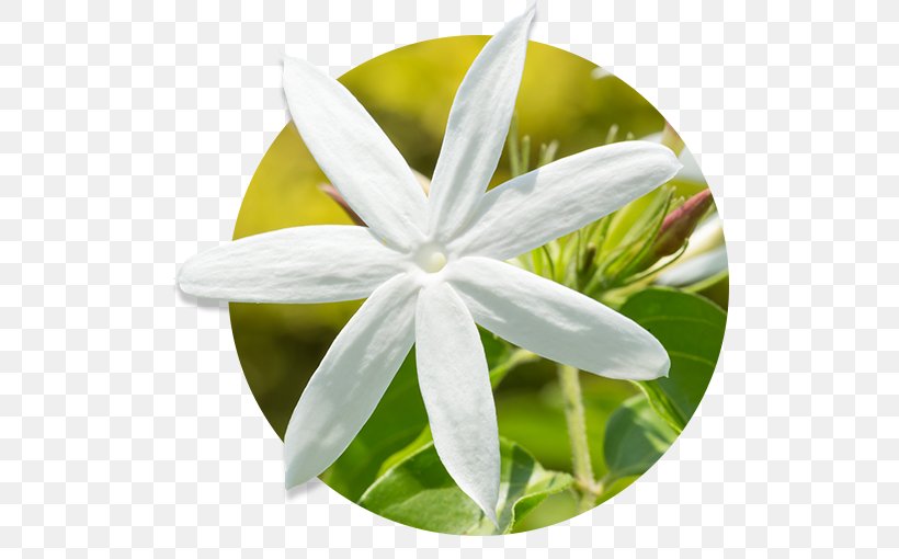 Essential Oil Aromatherapy Young Living Jasmine, PNG, 510x510px, Essential Oil, Aroma Compound, Aromatherapy, Cananga Odorata, Doterra Download Free
