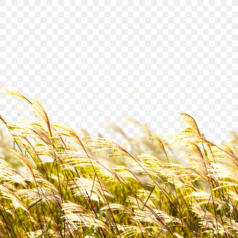 Poster Banner, PNG, 984x984px, Poster, Agriculture, Autumn, Avena, Banner Download Free