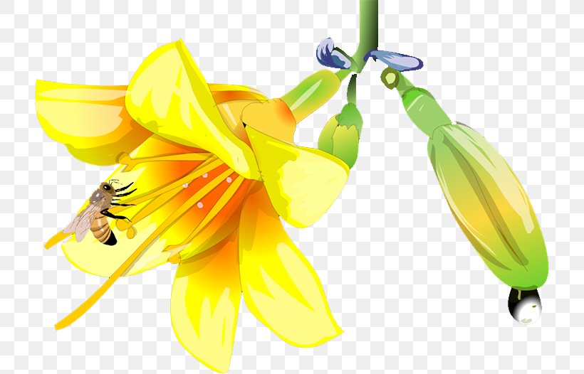 Lilium Landscape Euclidean Vector, PNG, 723x526px, Lilium, Banana, Banana Family, Designer, Flower Download Free