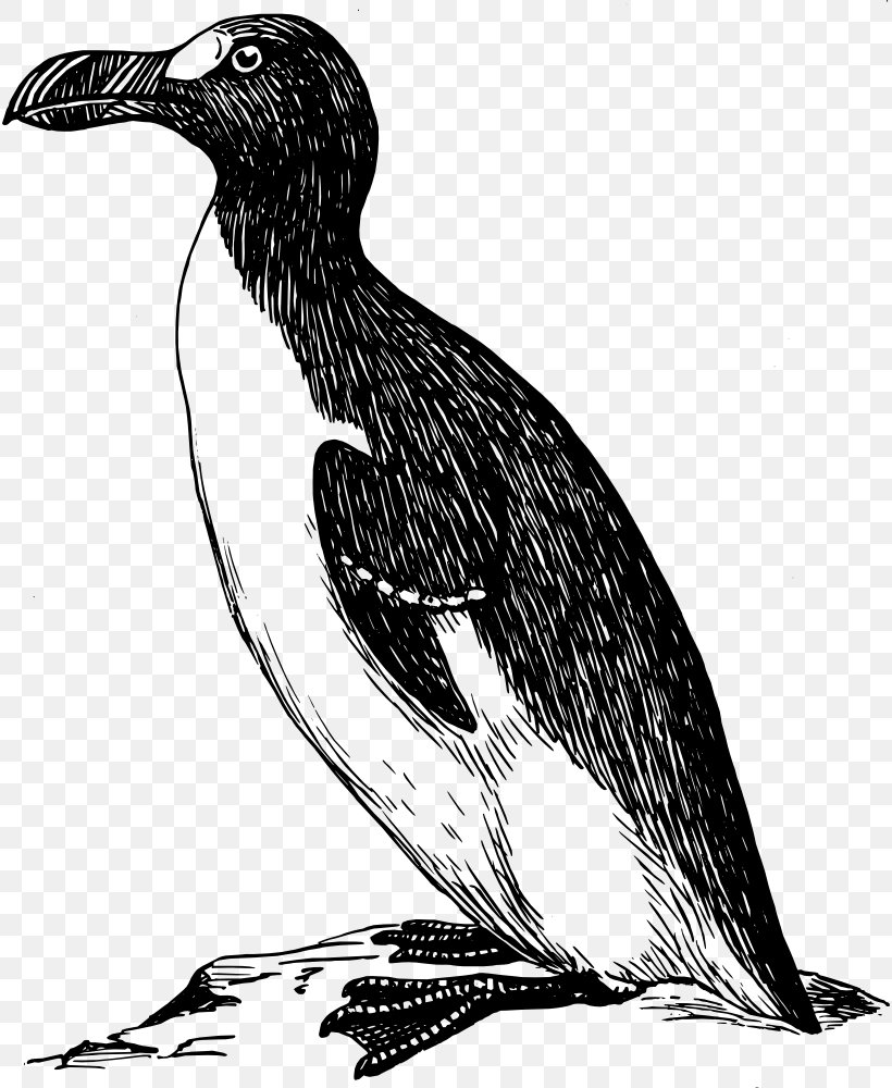 Penguin Great Auk Bird Clip Art, PNG, 816x1000px, Penguin, Auk, Awk, Beak, Bird Download Free