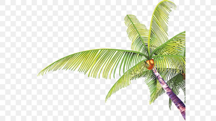 Tree Coconut Arecaceae, PNG, 589x460px, Tree, Arecaceae, Coconut, Green, Homo Sapiens Download Free