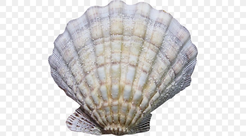 Cockle Seashell Conchology Mussel, PNG, 500x455px, Cockle, Animal, Cartoon, Clam, Clams Oysters Mussels And Scallops Download Free