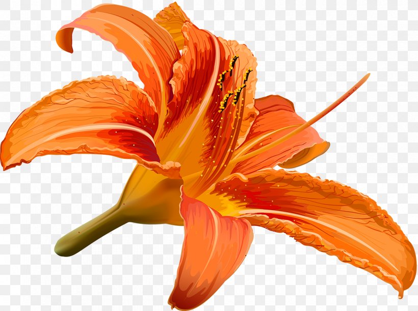 Flower Drawing Hibiscus, PNG, 1200x895px, Flower, Daylily, Drawing, Flower Bouquet, Flowering Plant Download Free