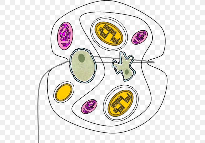 Kryptoperidinium Creative Commons License Yellow Organism Clip Art, PNG, 521x571px, Creative Commons License, Anemone, Area, Artwork, Evolution Download Free