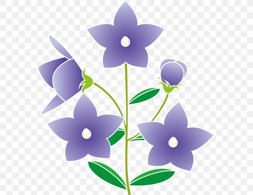 Platycodon Grandiflorus Royalty-free Summer Clip Art, PNG, 575x633px, Platycodon Grandiflorus, Autumn, Flora, Flower, Flowering Plant Download Free