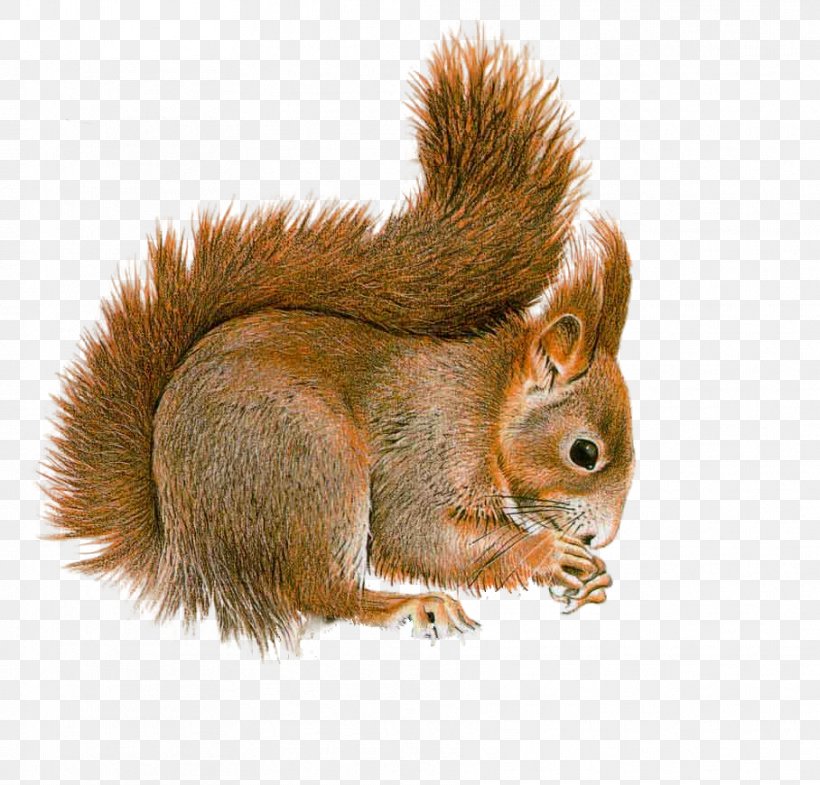 Tree Squirrel Red Squirrel Rodent Clip Art, PNG, 908x870px, Squirrel, Animal, Chipmunk, Eastern Gray Squirrel, Fauna Download Free