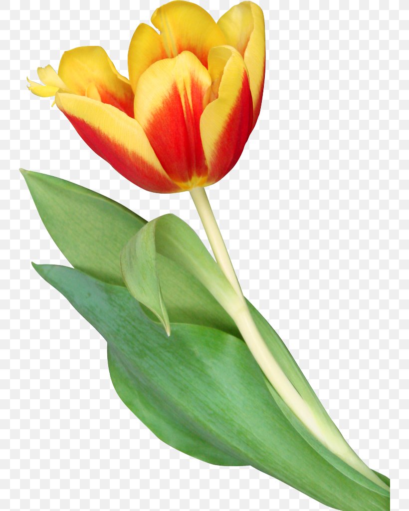 Indira Gandhi Memorial Tulip Garden Flower Clip Art, PNG, 744x1024px, Indira Gandhi Memorial Tulip Garden, Bud, Cut Flowers, Floristry, Flower Download Free