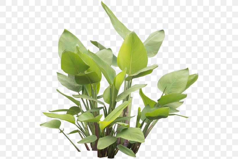 Leaf Herbalism Plant Stem, PNG, 548x548px, Leaf, Grass, Herb, Herbalism, Plant Download Free