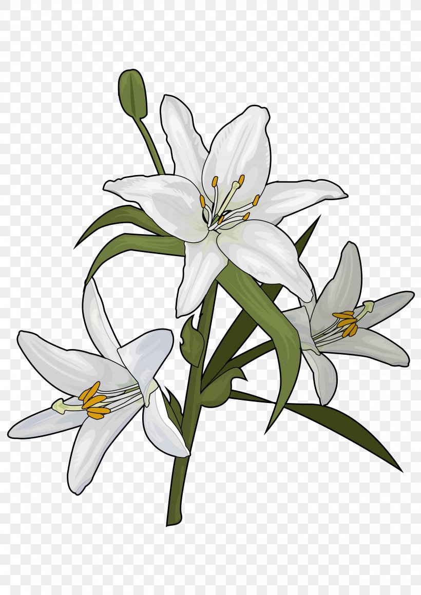 Lilium Candidum Flower Plant Liliaceae Drawing, PNG, 2480x3508px, Lilium Candidum, Black And White, Color, Coloring Book, Cut Flowers Download Free