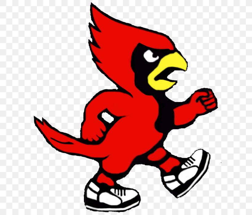 Louisville Cardinals Football St. Louis Cardinals Louisville Cardinals Men's Basketball Cardinal Bird Mascot, PNG, 621x700px, Louisville Cardinals Football, Art, Artwork, Atlantic Coast Conference, Baseball Download Free