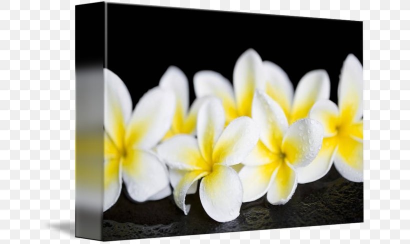 Petal Plumeria Obtusa Gallery Wrap Floristry Canvas, PNG, 650x489px, Petal, Art, Canvas, Floristry, Flower Download Free