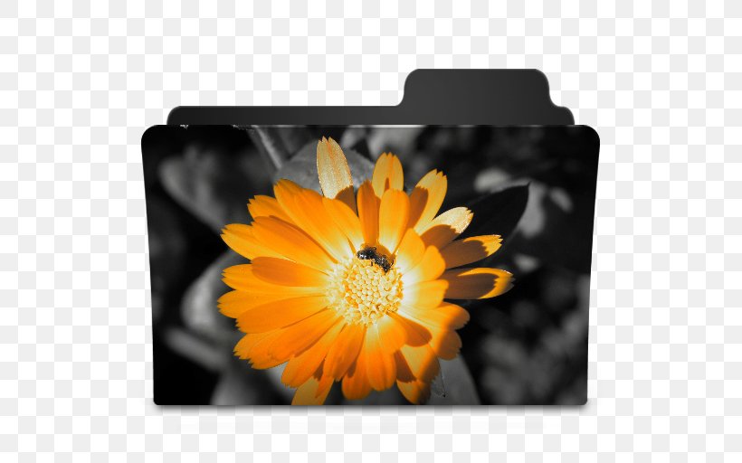 Desktop Wallpaper Flower High-definition Television, PNG, 512x512px, 4k Resolution, Flower, Calendula, Common Daisy, Daisy Family Download Free